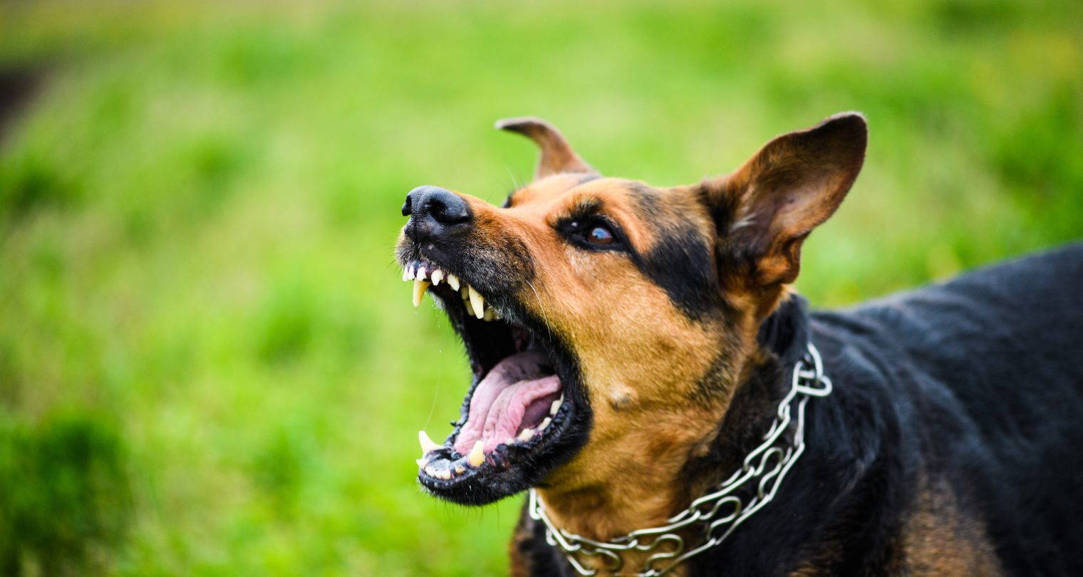 What Are Your Rights After a Dog-Bite Injury?